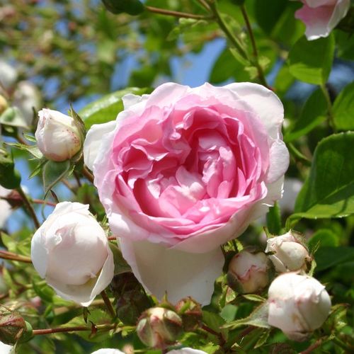 Rosa Jasmina ® - rosa - Árbol de Rosas Inglesa - rosal de pie alto- froma de corona llorona